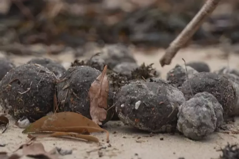 Sydney Beaches Contaminated by 'Poo Balls' from Massive Fatberg