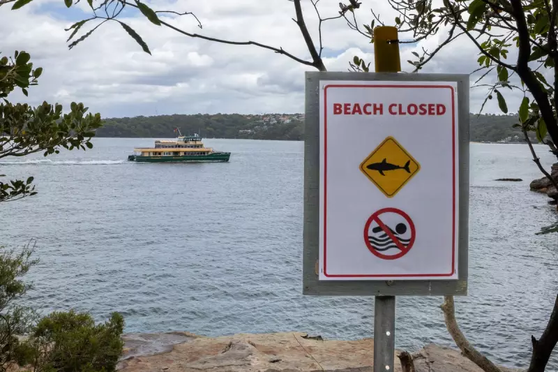 Sydney Reels After Three Shark Attacks in 24 Hours, Including Child