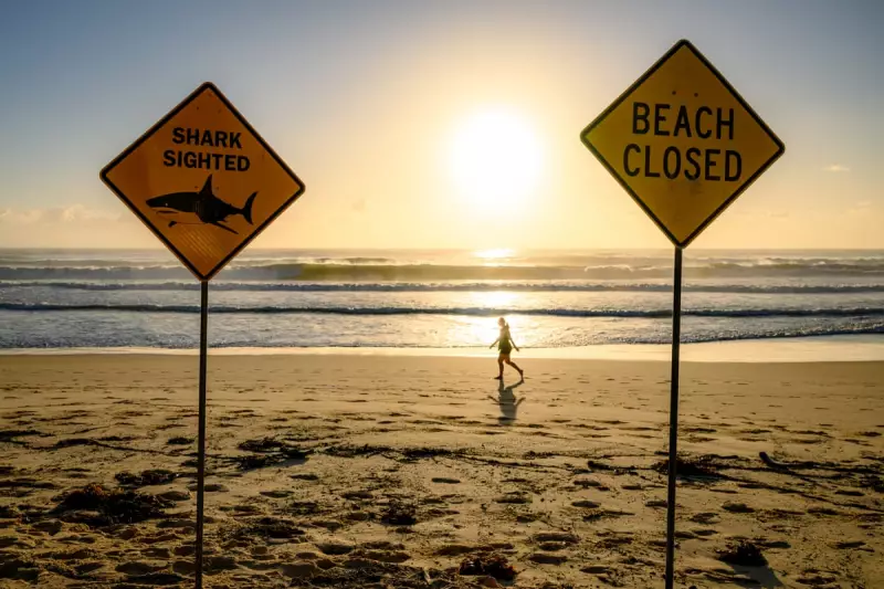 Sydney's Sewage System: A Factor in the Recent Shark Attack Surge?