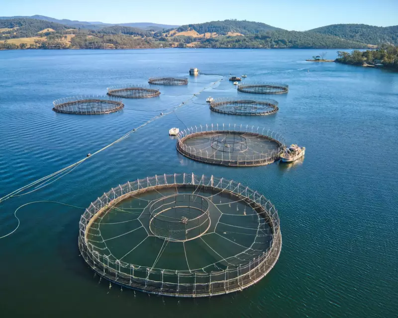Tasmanian Salmon Farms See Over 4 Million Fish Die in 2025 Amid Warming Seas