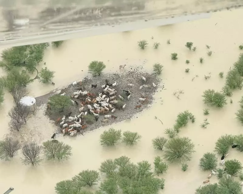 Tens of Thousands of Queensland Cattle Starve Amid Floods, Trapped by Fear