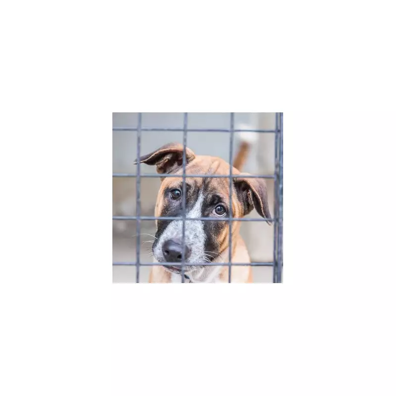 Terrified Rescue Dog's 'Christmas Miracle' Transformation After Adoption