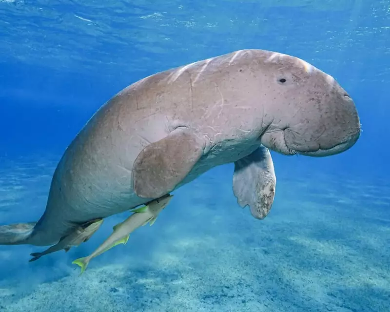 Thai Influencer's Race to Save the Dugong from Extinction