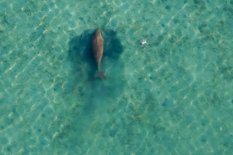 Thailand's Andaman Coast loses half its dugongs as seagrass crisis deepens