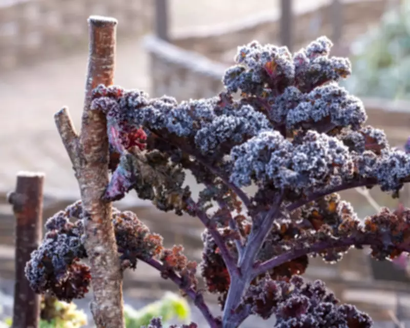 The Essential Chill: Why Winter's Cold is Crucial for Garden Success