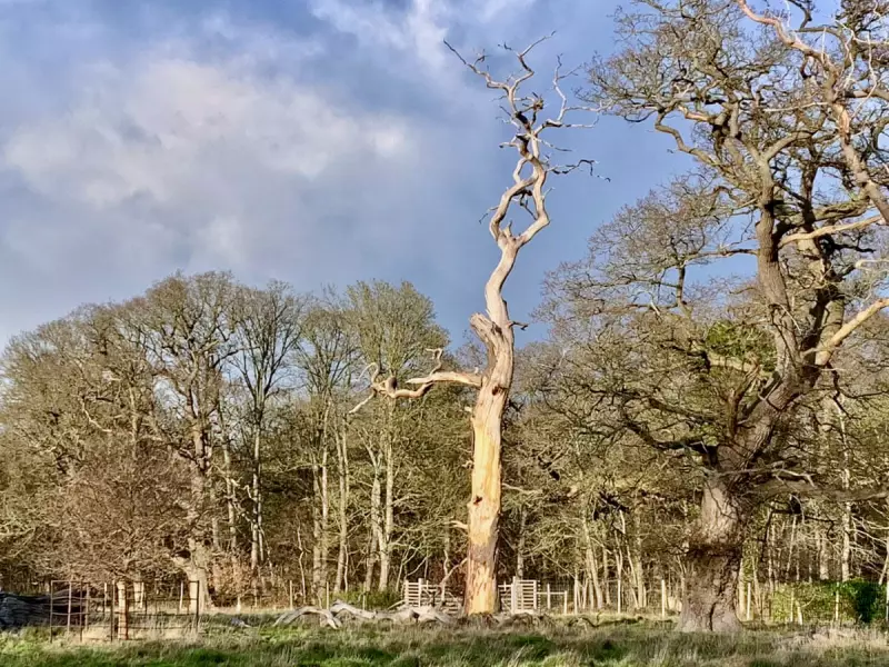 The Kelo Tree: Shropshire's 300-Year-Old Dead Pine That Defies Decay