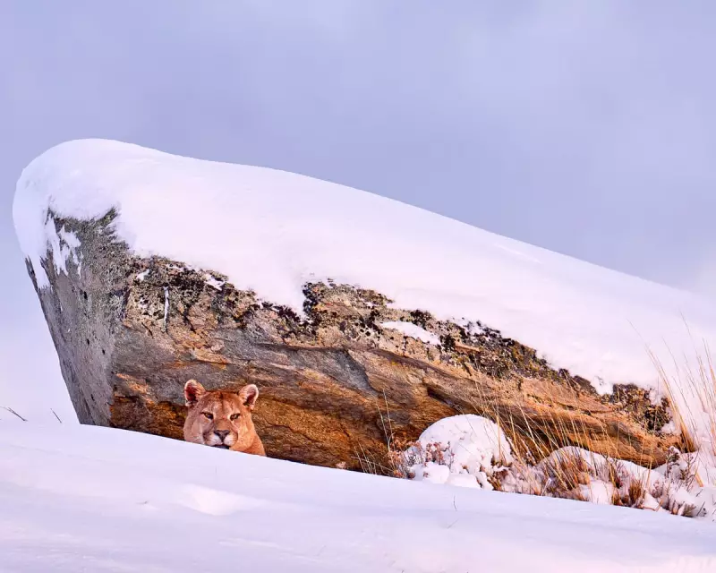 The Puma by Daniel Wiles: A Visceral Tale of Cyclical Violence and Revenge