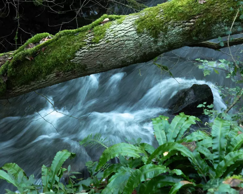 The Symphony of the River: Finding Mindfulness in Somerset's Water Music