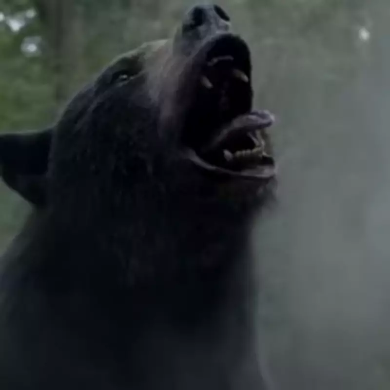 The True Story of Cocaine Bear: How a Black Bear Died from 40 Kilos of Cocaine