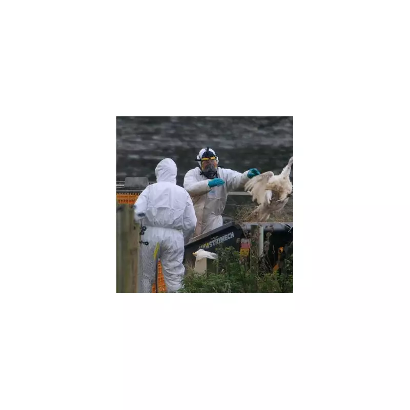 Third Nottinghamshire Farm Hit by Bird Flu, 1.8-Mile Protection Zone Enforced