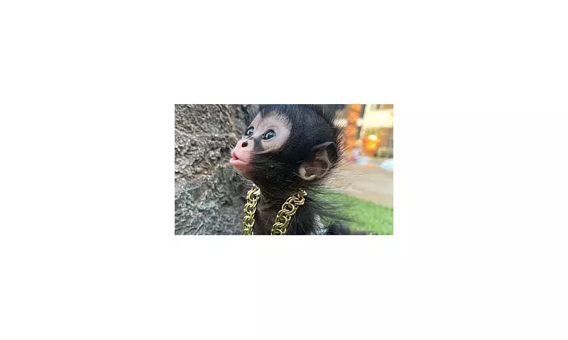 Thousands of Pet Primates Face Seizure as UK Zoo-Level Welfare Ban Takes Effect