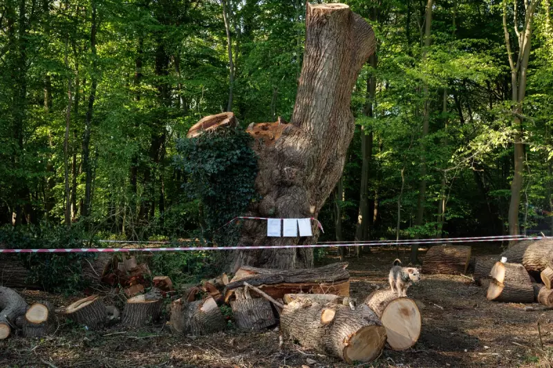 Toby Carvery Faces Eviction After Felling Historic 500-Year-Old Oak Tree