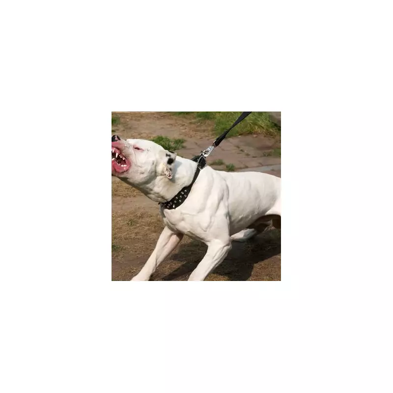 Toddler, 3, killed after climbing into grandmother's American Bulldog enclosure