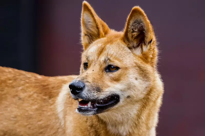 Traditional Owners Outraged as Queensland Culls Dingo Pack After Backpacker's Death