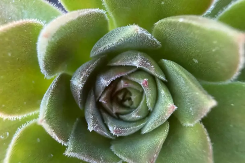 Transform Your Home with Statement Succulents This Winter