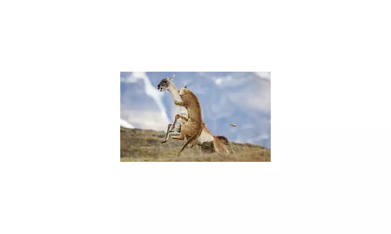 Travel Photographer of the Year 2025 Winners Revealed: Stunning Global Imagery