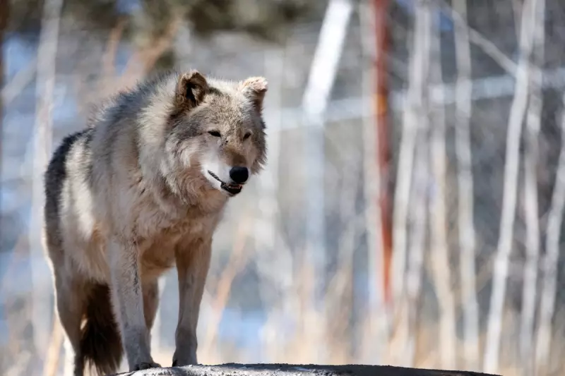 Trump Administration Threatens Colorado's Gray Wolf Reintroduction in 'Retaliation Campaign'