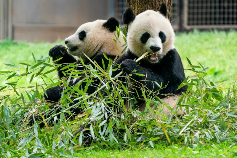 Two Men Detained in China Over Fake Panda Mating Claim