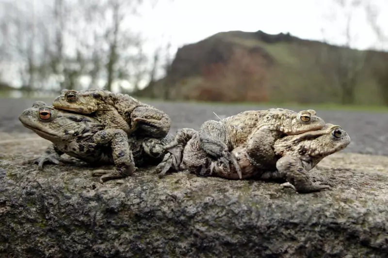Two Million Toads Safely Guided Across UK Roads by Dedicated Volunteers