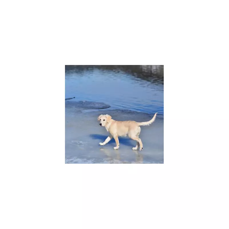 UK dog owners urged to check temperature before winter walks