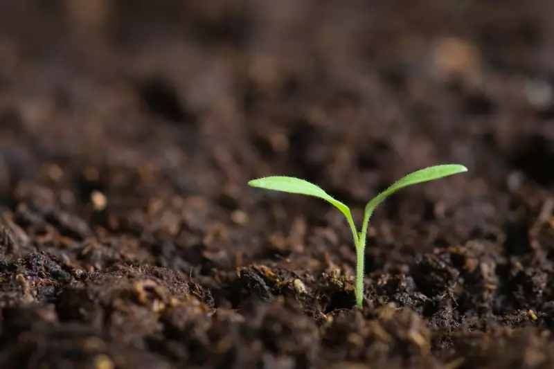 UK Economy Shows 0.3% November Growth: Green Shoots Emerge Amid Caution