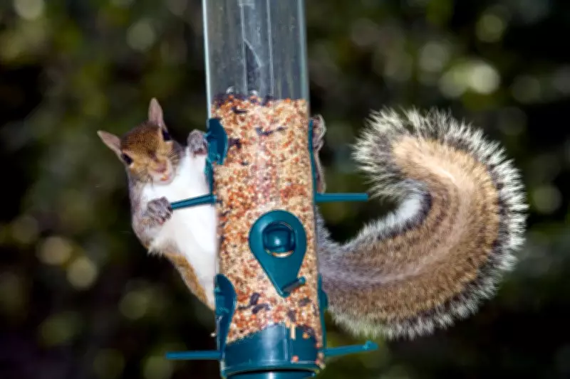 UK Government Backs Contraceptive Pill for Grey Squirrels in New Control Strategy