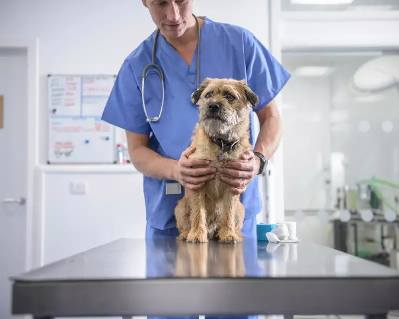 UK Government Proposes Veterinary Sector Overhaul to Tackle Soaring Pet Care Costs