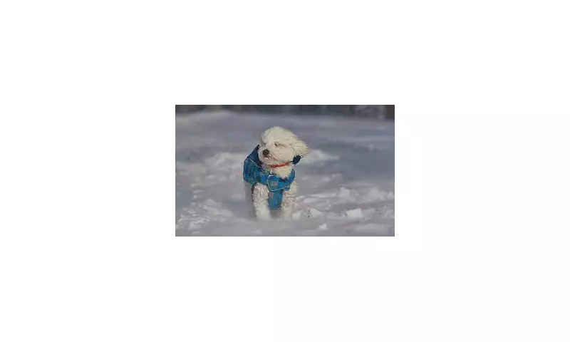 UK Snow Bomb Alert: Vets Reveal 7 Warning Signs Your Pet Is Too Cold