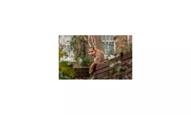 Urban Fox Menace: Expert's 6-Step Guide to Protect Your Garden and Pets