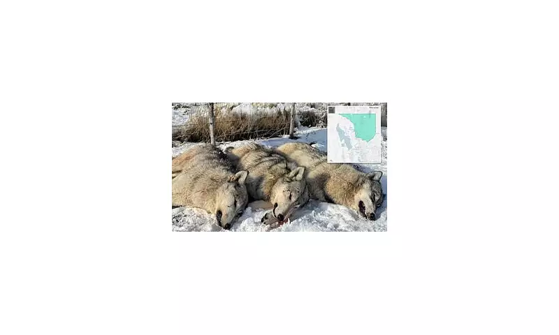 Utah Officials Kill Three Endangered Gray Wolves in Delisted Zone