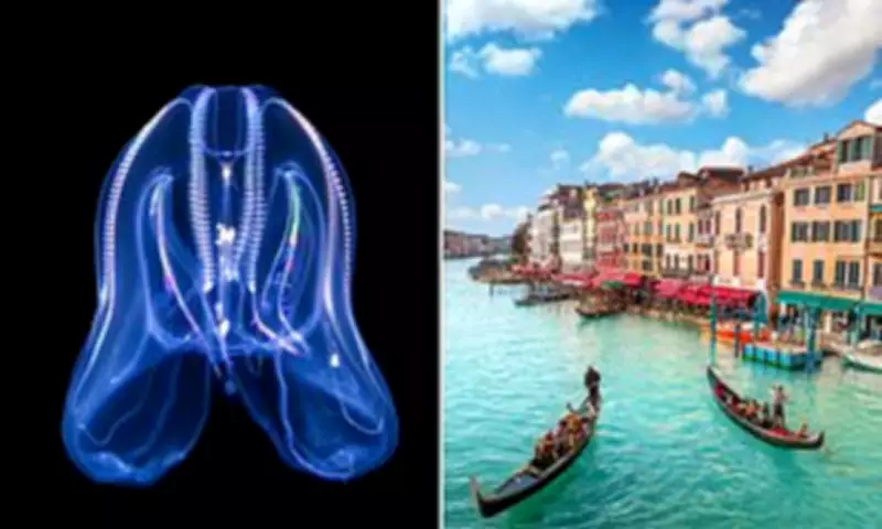 Venice's Lagoon Under Siege by Cannibalistic Jellyfish Invasion