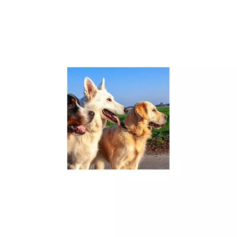 Vet Claims Belgian Malinois More Aggressive Than Pitbulls, Sparking Debate