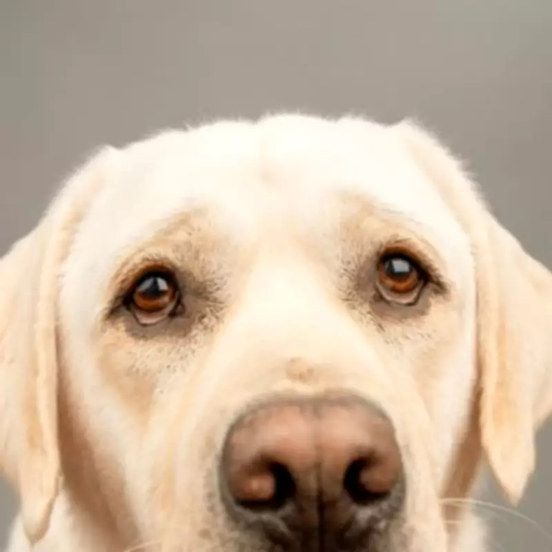 Vet Nurse Reveals 3 Major Signs Your Dog Could Be Depressed This Winter