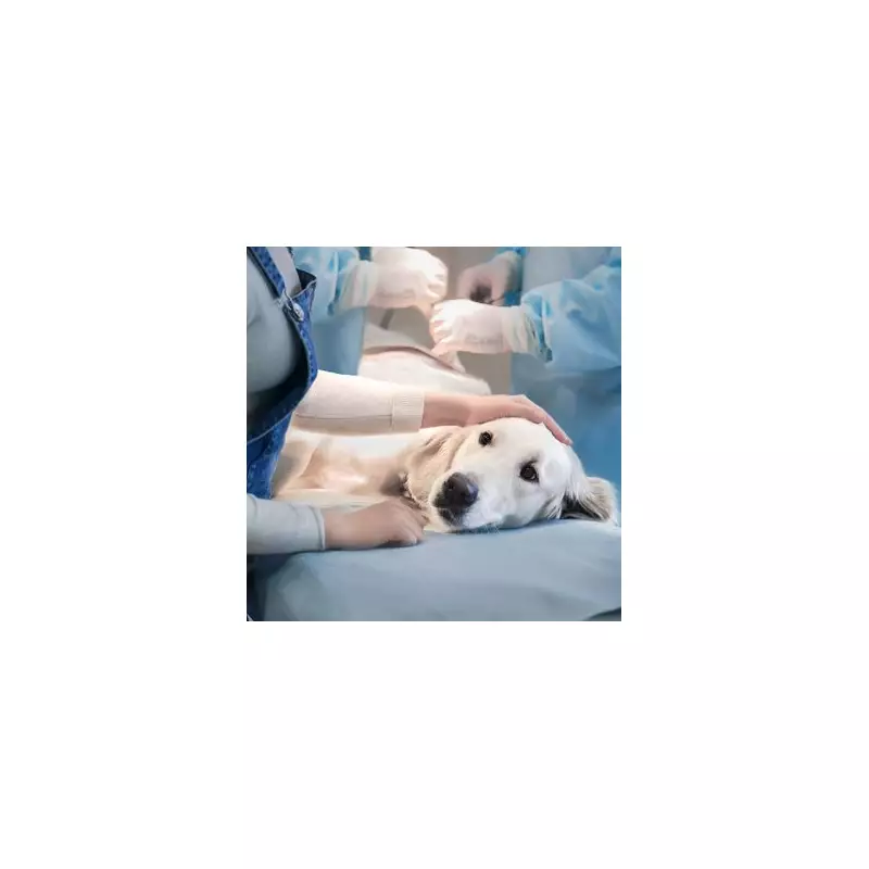 Vet Price Transparency Rules Set to Save Millions for UK Pet Owners