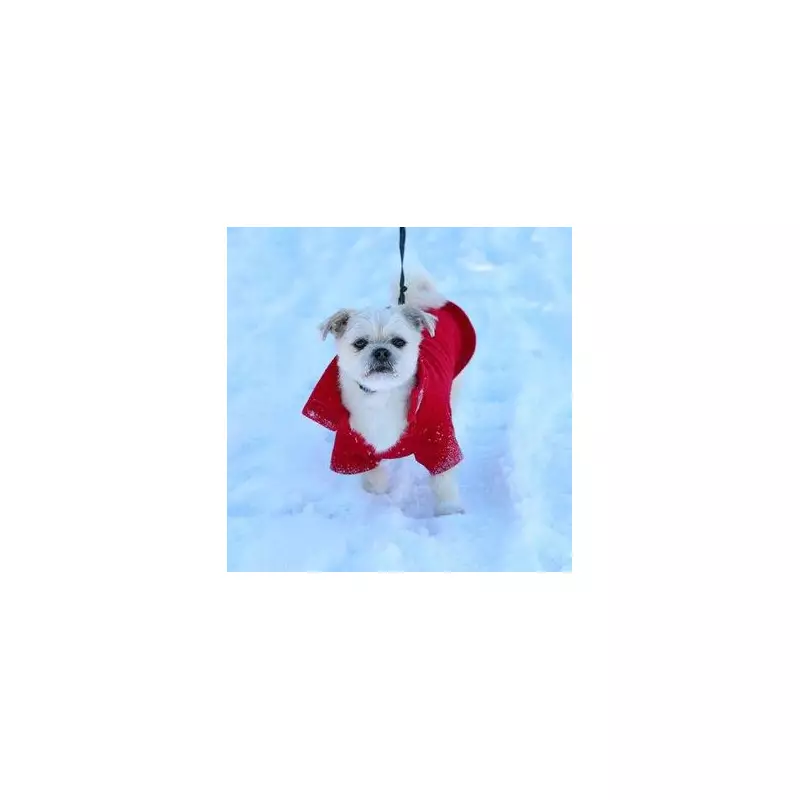 Vet Reveals 4 Critical Warning Signs Your Dog Has Hypothermia This Winter