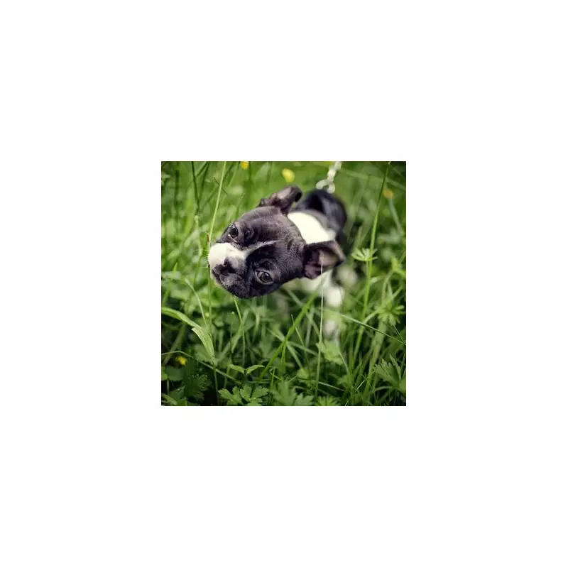 Vet Reveals 4 Key Reasons Dogs Eat Grass and When to Be Concerned