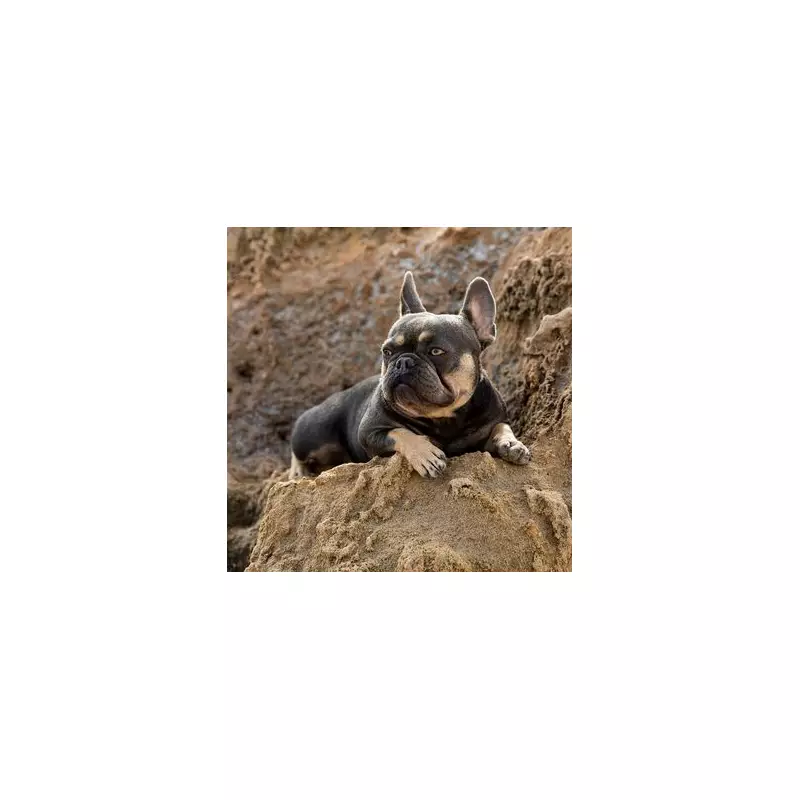 Vet Reveals 5 Dog Breeds He'd Never Own, Including French Bulldogs