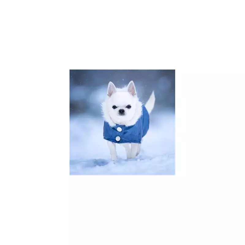 Vet Settles Debate: 6 Dog Breeds That Must Wear Coats in January