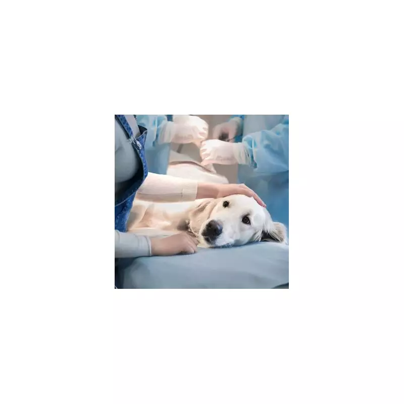 Vet's Emotional Plea: Don't Leave Dogs Alone During Euthanasia