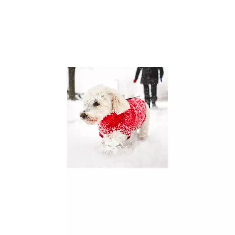 Vet's January Warning: The Exact Temperatures That Make Dog Walks Unsafe