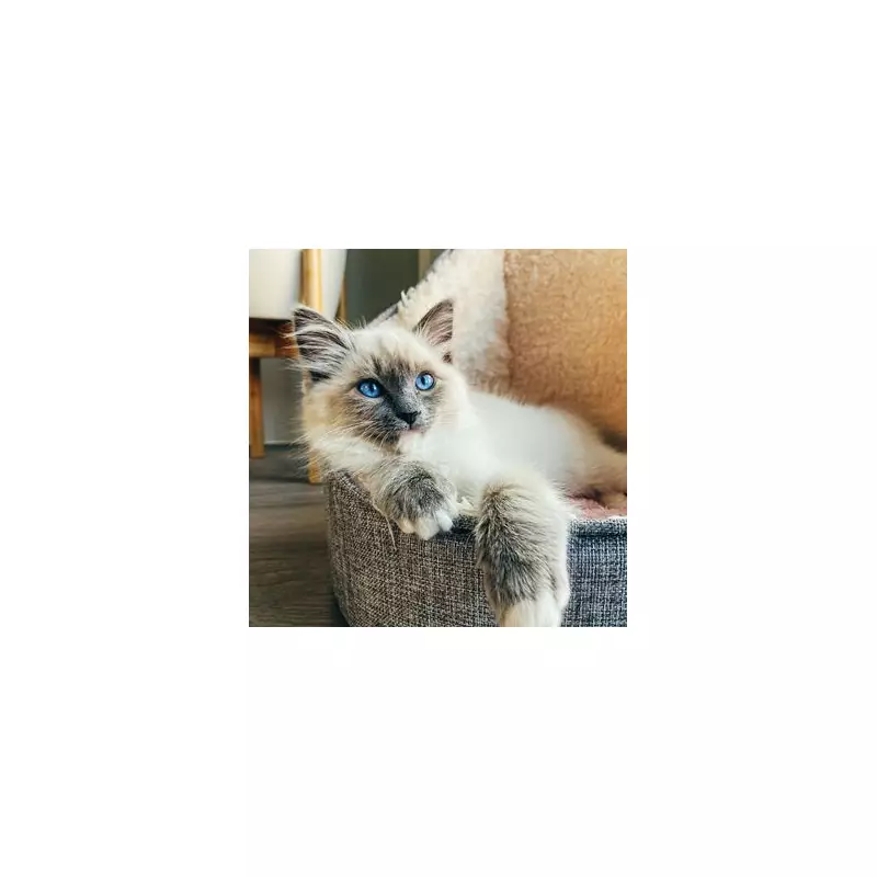 Vet's Top 5 Cat Breeds for First-Time Owners: From British Shorthair to Maine Coon