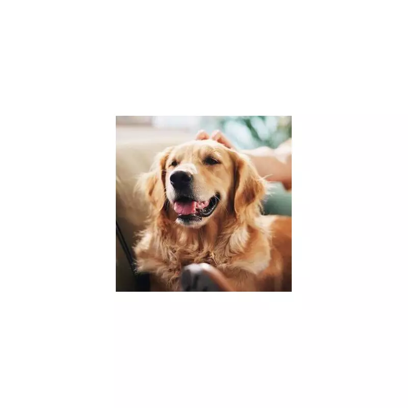 Vet's Top 5 Dog Breeds for Families with Children in the UK