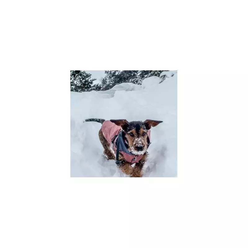 Vet's Urgent Warning: 4 Emergency Cold Symptoms in Dogs During Snow