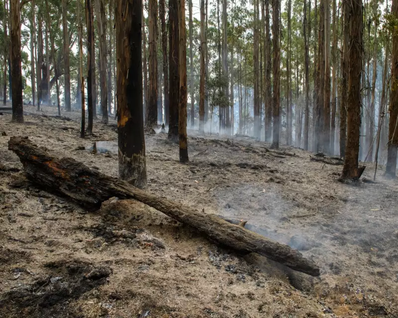 Victoria's Otways Bushfire Threat Remains as Dry Conditions Linger