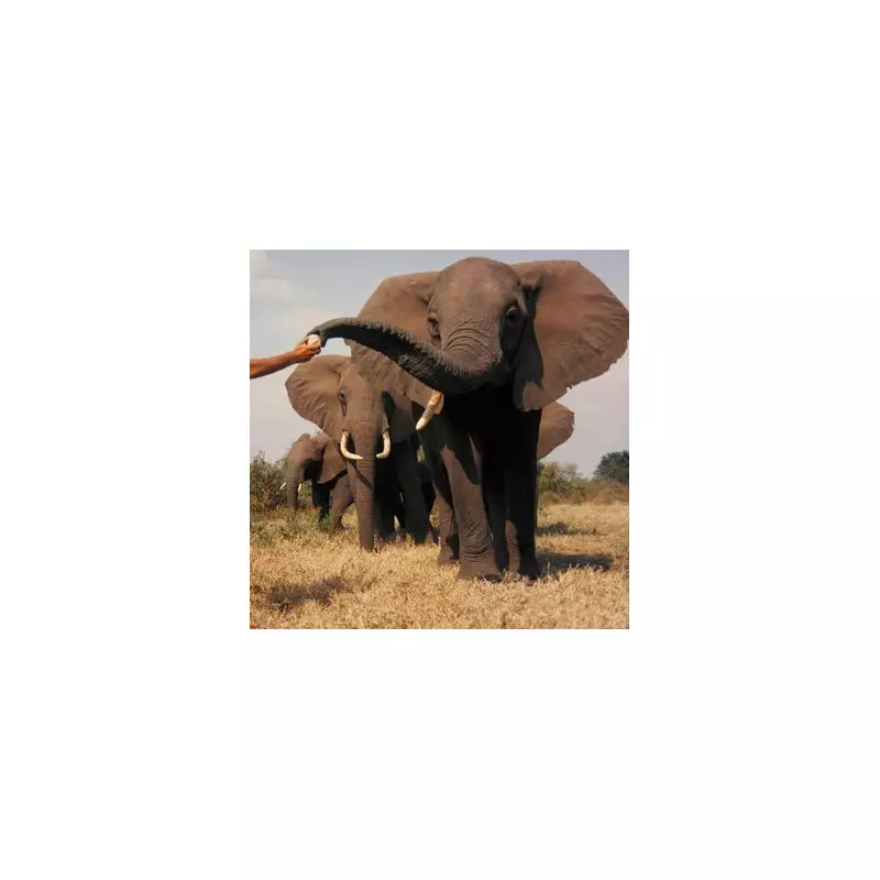 Villagers Knit Giant Jumpers to Protect Rescued Elephants from Indian Winter