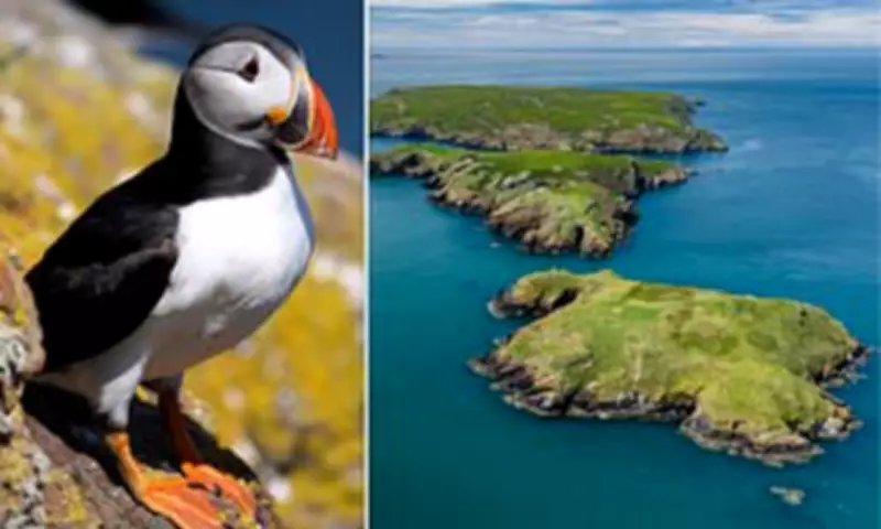 Volunteers Sought for Puffin Census on Remote Welsh Island