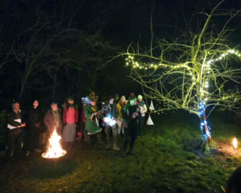 Wassailing in Somerset: Pagan Apple Tree Rituals from Charming to Rowdy