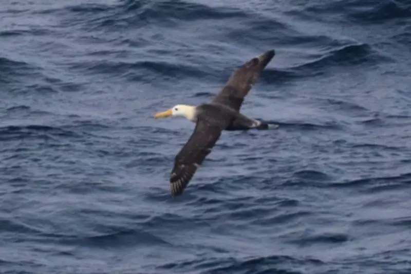 Waved Albatross Spotted Off California Coast in Rare Ornithological Event