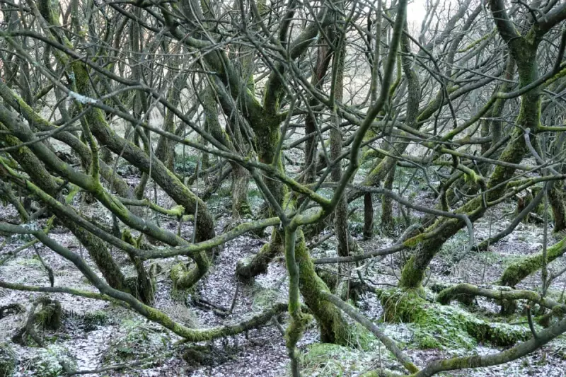 Why the Willow is Britain's Unsung Ecosystem Champion