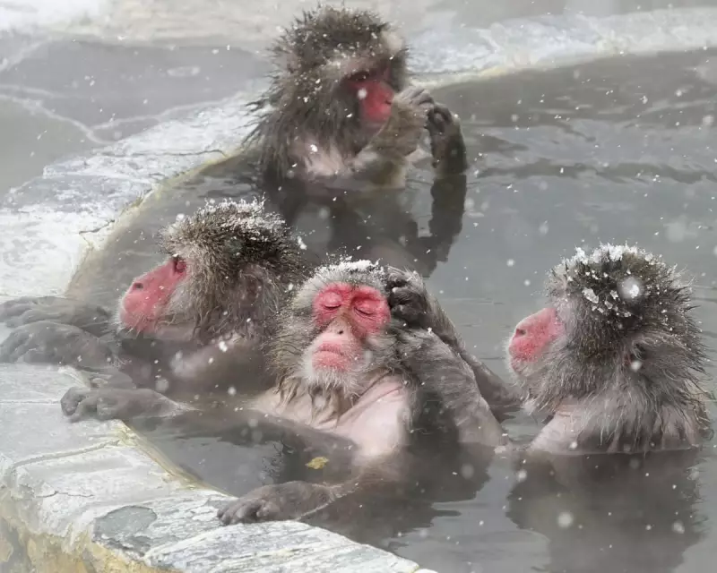 Wildlife Wonders: From Spa Monkeys to Frisky Parrots in This Week's Global Snapshot